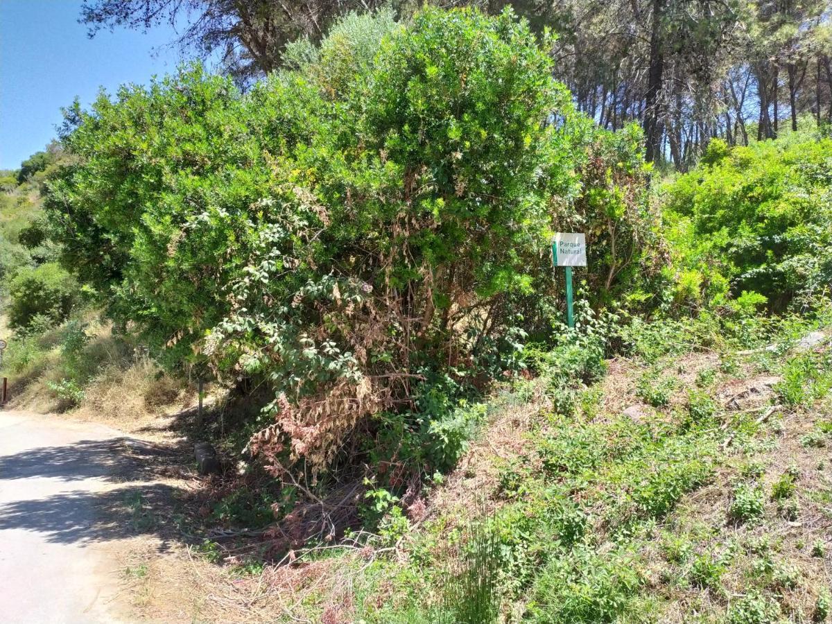 Vivienda Majaceite Apartment El Bosque Luaran gambar